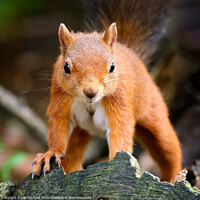 Buy canvas prints of Red Squirrel up close by Lee Kershaw