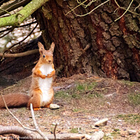 Buy canvas prints of Standing Northumbrian red squirrel by Lee Kershaw