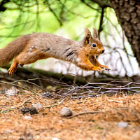 Buy canvas prints of Leaping Northumbrian red squirrel by Lee Kershaw