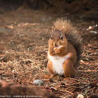 Buy canvas prints of Eating Northumbrian red squirrel by Lee Kershaw