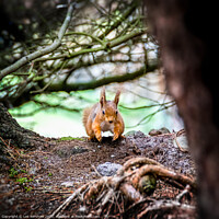 Buy canvas prints of Running Northumbrian red squirrel by Lee Kershaw