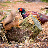 Buy canvas prints of The red squirrel & the pheasant by Lee Kershaw