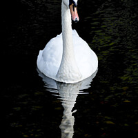 Buy canvas prints of Swan and reflection by Lee Kershaw