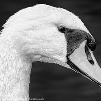 Buy canvas prints of Detailed close up Swan portrait by Lee Kershaw