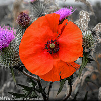 Buy canvas prints of A poppy amongst the thistles by Lee Kershaw