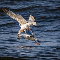 Buy canvas prints of seagulls fighting over a crab in flight  by Mark Deans