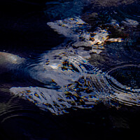 Buy canvas prints of underwater gannet in sun  by Mark Deans