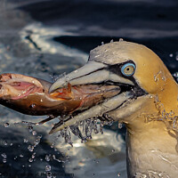 Buy canvas prints of close up gannet  by Mark Deans