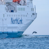 Buy canvas prints of north link ferry dolphin jump  by Mark Deans