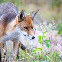Buy canvas prints of A fox standing in the grass by Mark Deans