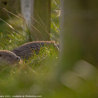Buy canvas prints of Otter in the grass  by Mark Deans