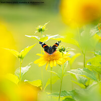 Buy canvas prints of sun flower butterfly by Mark Deans