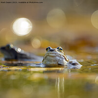Buy canvas prints of frog  by Mark Deans