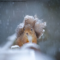 Buy canvas prints of snow squirrel  by Mark Deans