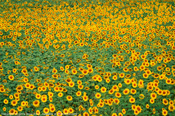 Sunflower field Picture Board by Chris Rose