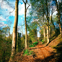 Buy canvas prints of Hillside woodland footpath by Chris Rose