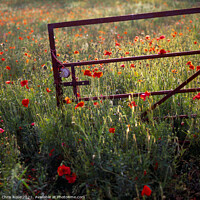 Buy canvas prints of Gate in evening sun on a glowing poppy field by Chris Rose