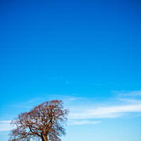 Buy canvas prints of One tree on the horizon landscape by Chris Rose
