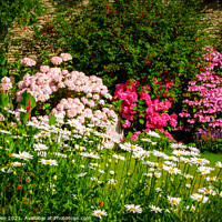 Buy canvas prints of A beautiful summer walled garden border flowerbed by Chris Rose