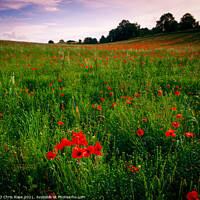 Buy canvas prints of Poppy field by Chris Rose