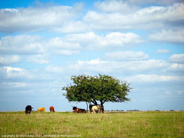 Cattle on Minchinhampton Common Picture Board by Chris Rose