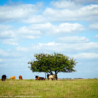 Buy canvas prints of Cattle on Minchinhampton Common by Chris Rose