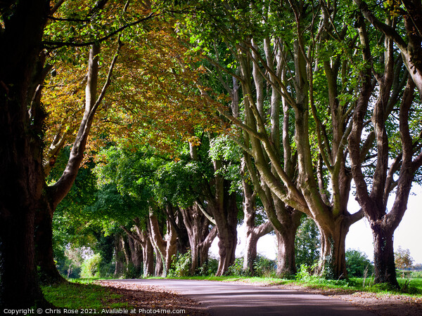 Tree lined country lane Picture Board by Chris Rose