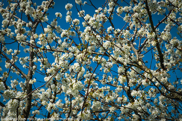 White spring pear blossom Picture Board by Chris Rose