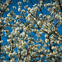 Buy canvas prints of White spring pear blossom by Chris Rose