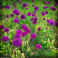 Buy canvas prints of Purple allium flowers by Chris Rose