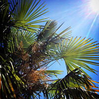 Buy canvas prints of Blazing sun, blue sky, palm tree leaves by Chris Rose