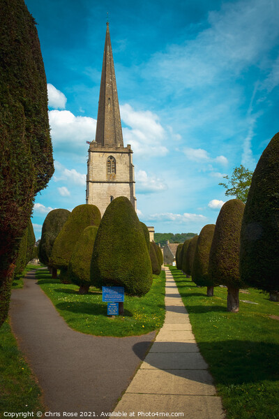 Famous yew trees in the churchyard at Painswick Picture Board by Chris Rose