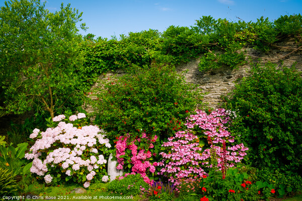 Summer walled garden border flowerbed Picture Board by Chris Rose