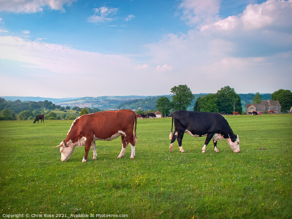 Livestock on Minchinhampton Common in the Cotswold Picture Board by Chris Rose