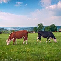 Buy canvas prints of Livestock on Minchinhampton Common in the Cotswold by Chris Rose