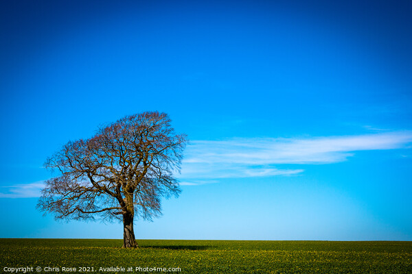 One tree on the horizon landscape Picture Board by Chris Rose