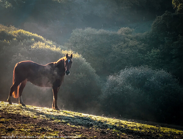 A horse  on a frosty morning Picture Board by Chris Rose