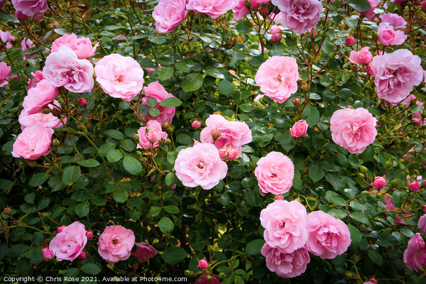 Pink roses Picture Board by Chris Rose