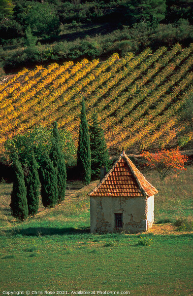 St-Chinian, autumn vineyard Picture Board by Chris Rose