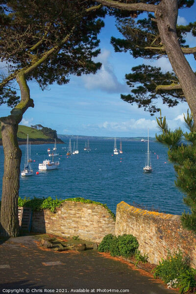 St Mawes moorings Picture Board by Chris Rose