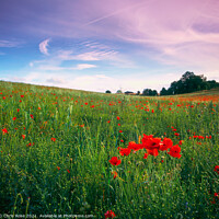 Buy canvas prints of Poppy field by Chris Rose