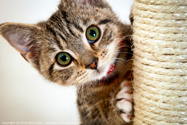 Cute little kitten Picture Board by Chris Rose