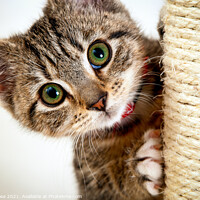 Buy canvas prints of Cute little kitten by Chris Rose