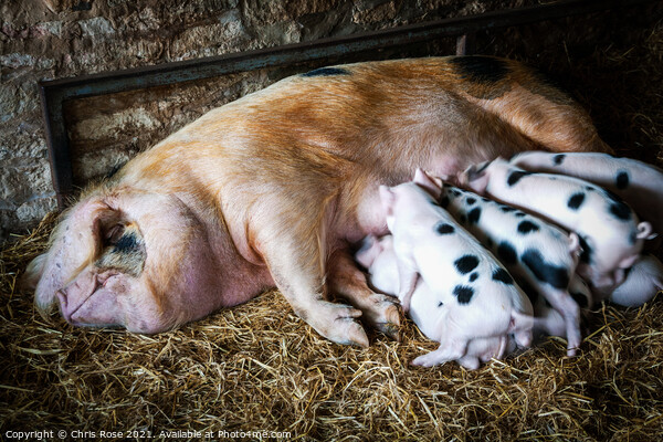 Gloucester Old Spot sow and her litter Picture Board by Chris Rose