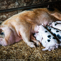 Buy canvas prints of Gloucester Old Spot sow and her litter by Chris Rose