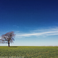 Buy canvas prints of One tree on the horizon by Chris Rose
