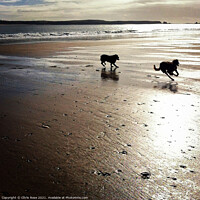 Buy canvas prints of Two dogs running on a beach by Chris Rose