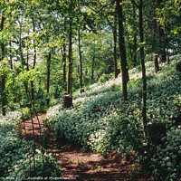 Buy canvas prints of Wild garlic woodland by Chris Rose