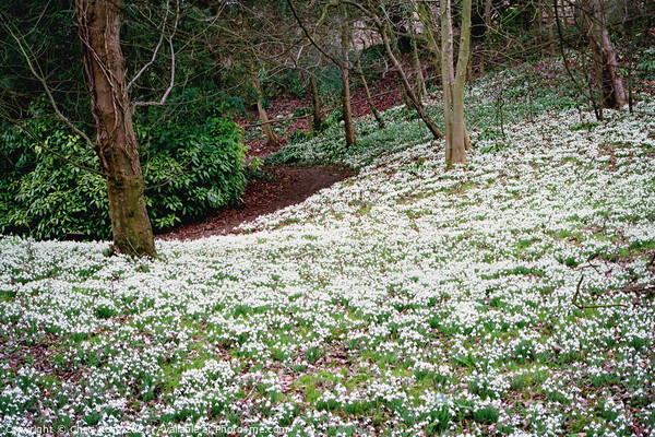 Snowdrops in woodland Picture Board by Chris Rose