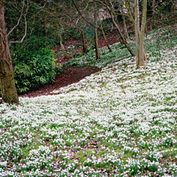 Buy canvas prints of Snowdrops in woodland by Chris Rose